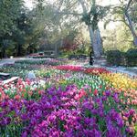 Descanso Gardens