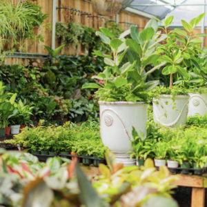 Plant Fund