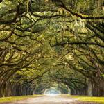 Wormsloe Historic Plantation