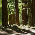 Navarro River Redwoods State Park