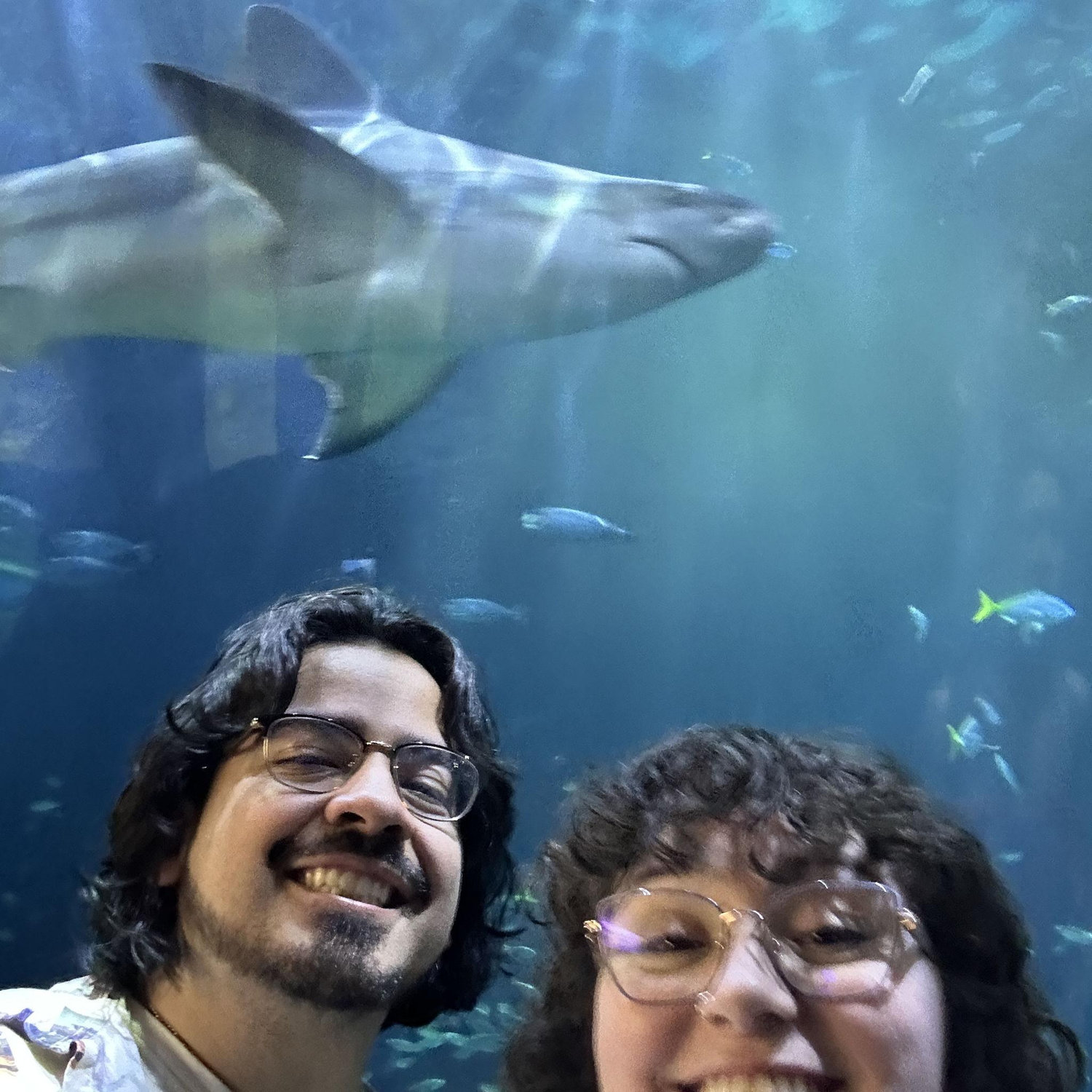 Elevated experience seeing sharks at Shedd!