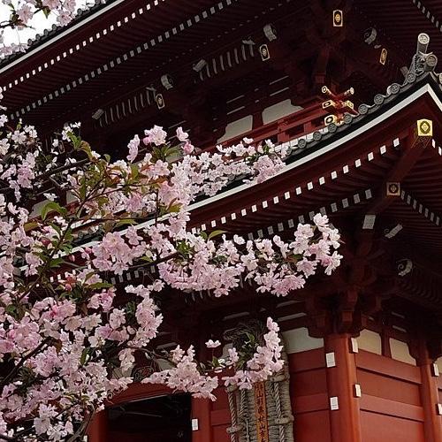 Our Japan Honeymoon!
