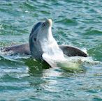 Paradise Boat Tours