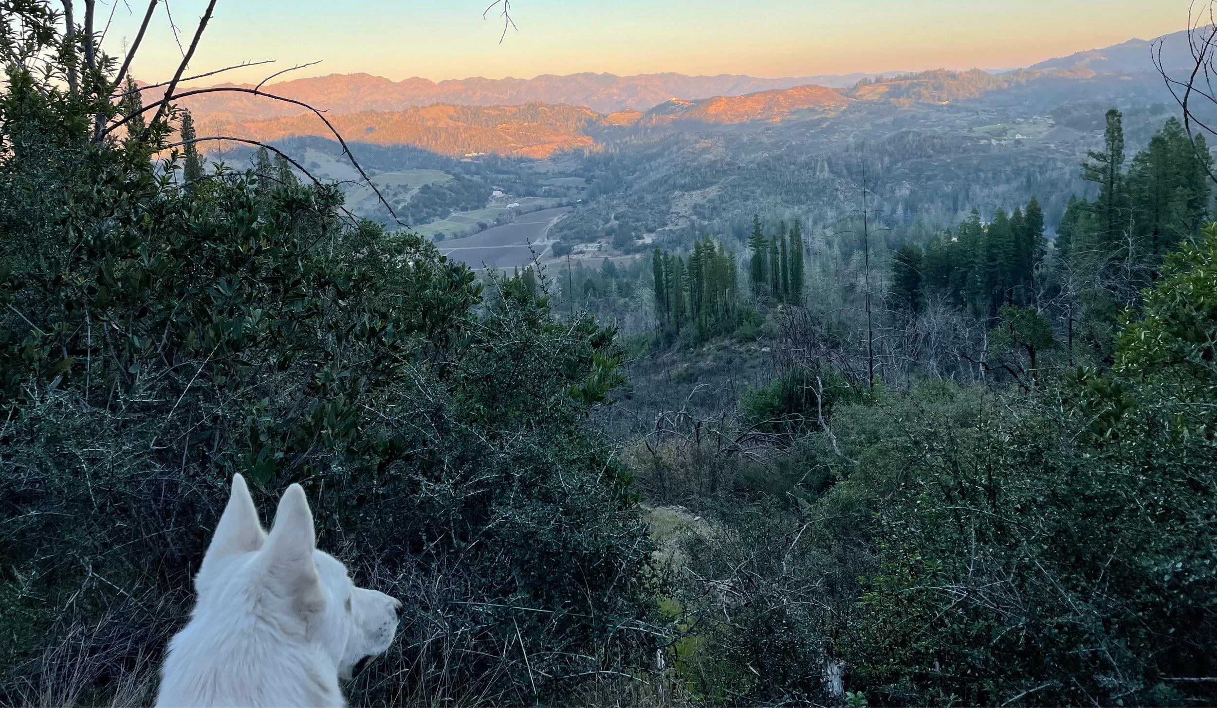 The Wedding Website of Naomi Rubin and Devyn Friedfel