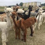 Alpacas of York