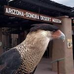 Arizona-Sonora Desert Museum