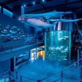 Wonders Of Wildlife National Museum & Aquarium