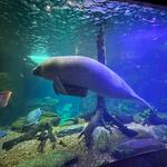 The Dallas World Aquarium