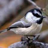 Chickadee Ridge