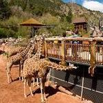 Cheyenne Mountain Zoo