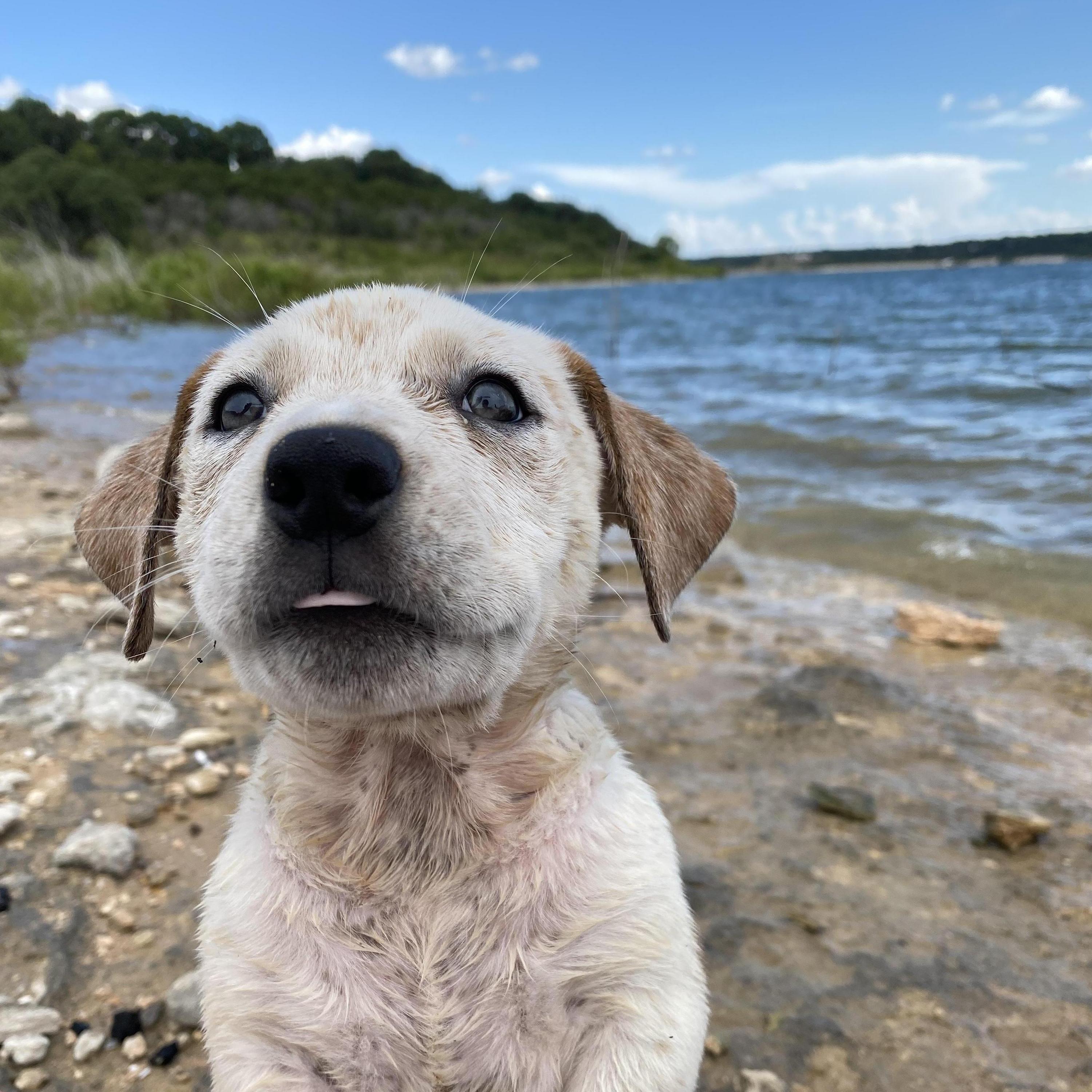 We scooped up little Booker (aka "Bug") from a Taco Bell parking lot | TX - Summer 2020
