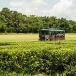 Charleston Tea Garden