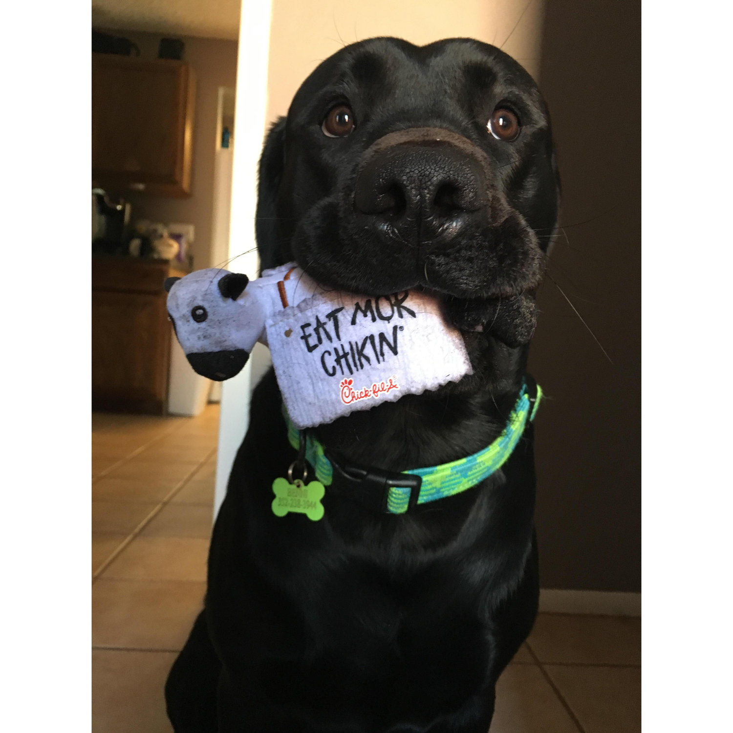 Our pup!