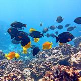 Whale watching & snorkeling