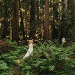 Montgomery Woods State Natural Reserve