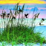 Honeymoon Island State Park