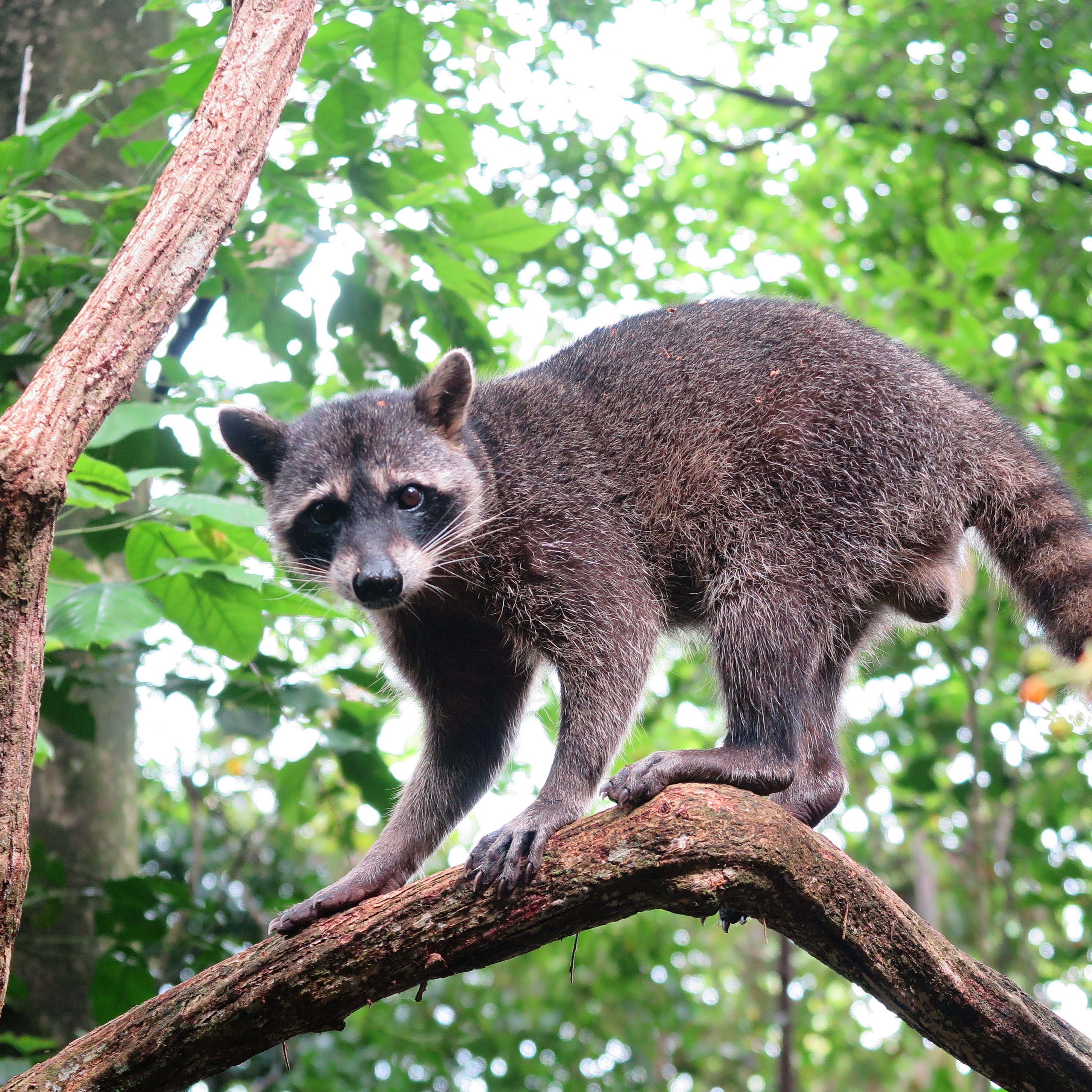 Mapache Orejudo (sebastianignacius juanenricus)
