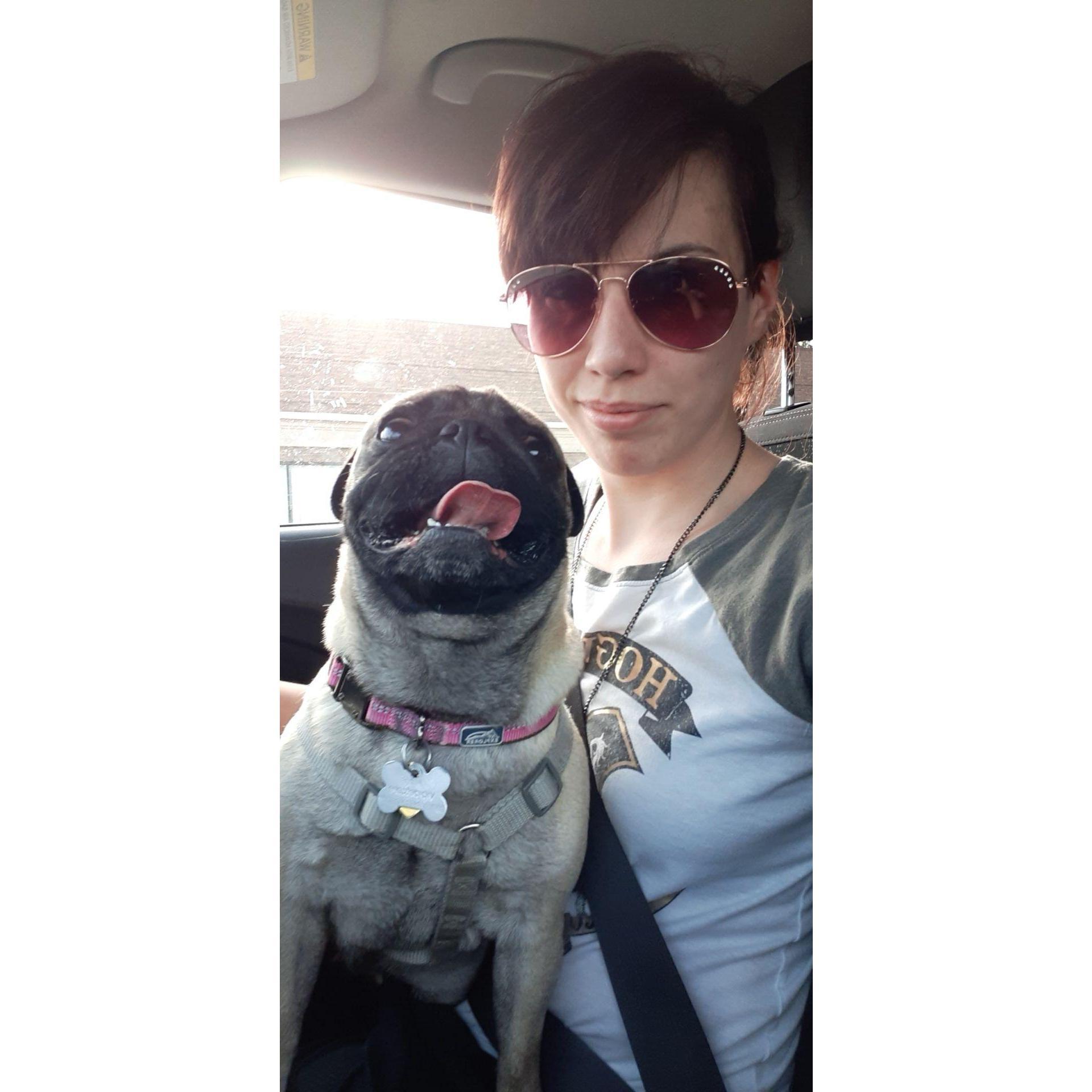 Our Zelda the pug