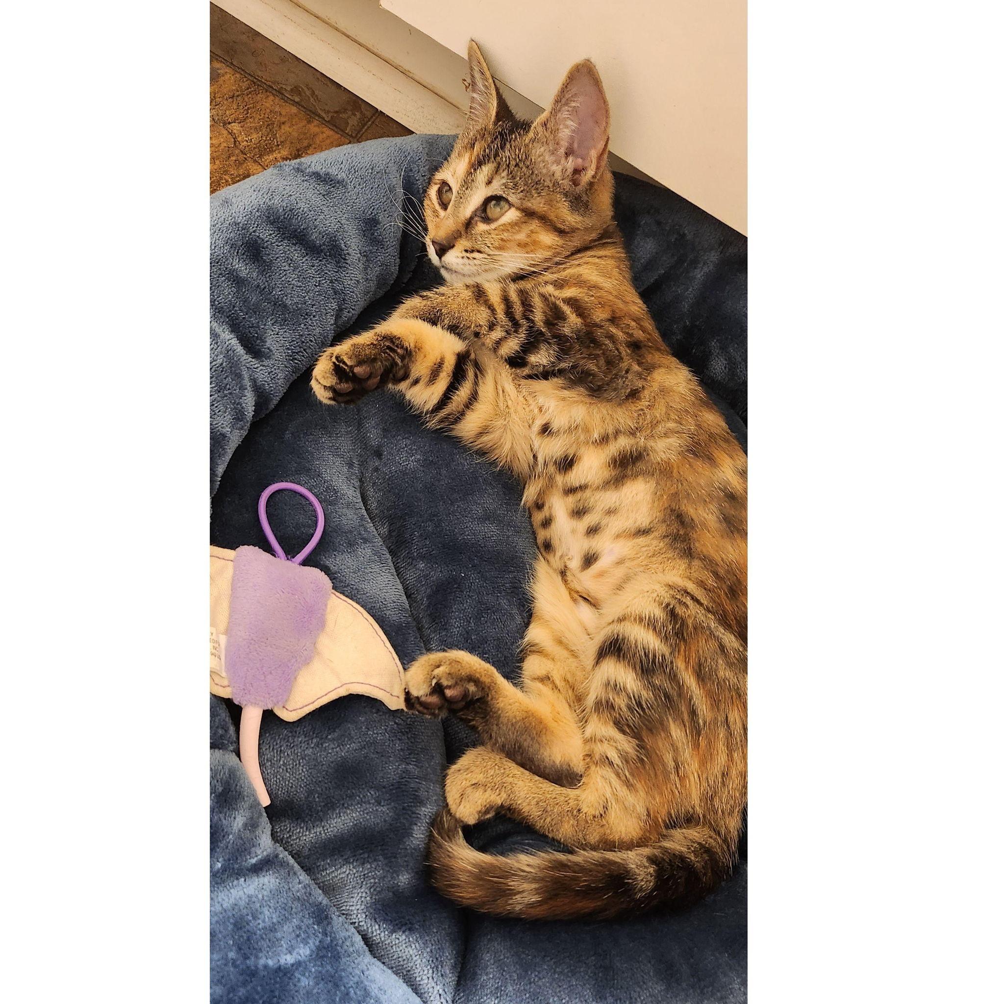 Kitsu joins the family 2023