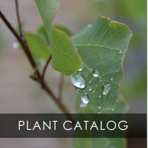 Giftcard to Native Texas Nursery