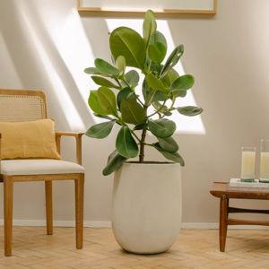 Gaucho Gaque Pistilo&Gracia