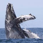 Whale Watching
