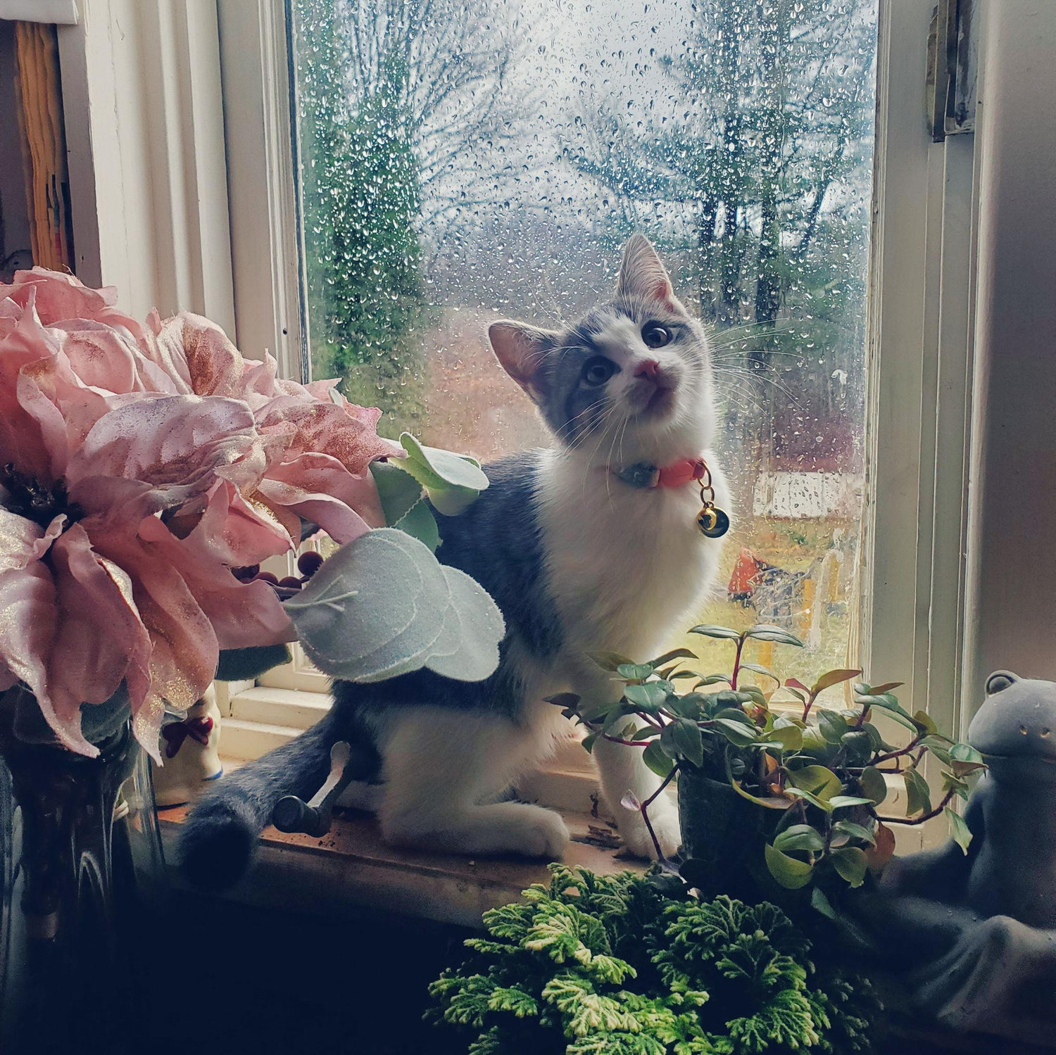 Miyu Pantoufle, our darling diva. She recently joined our little family after Thanksgiving 2025