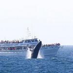 Cape Ann Whale Watch