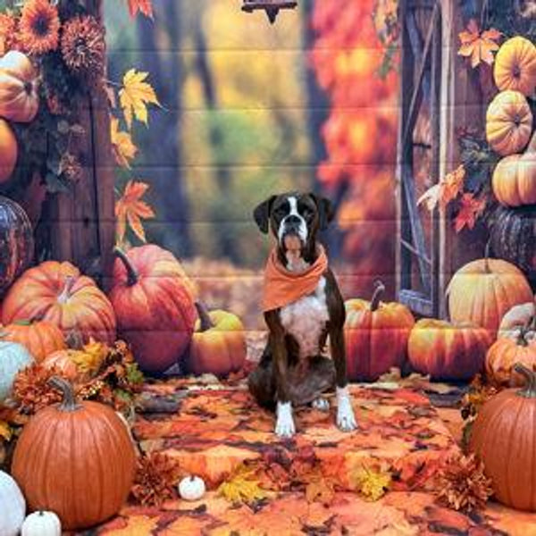 Rosie's Veterinary Bills