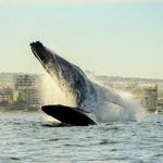 Whale Watching Safari
