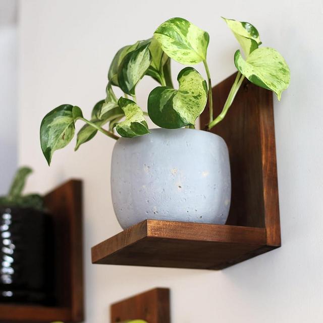 Daniel's Plants Indoor Plant Wall Gallery Shelf Kit | Midcentury Modern Wooden Shelves | Wall Mounted Plant Shelf | L Shaped Floating Shelves | Solid Wood Wall Planter Shelf | 3 Pack (Woodland Brown)