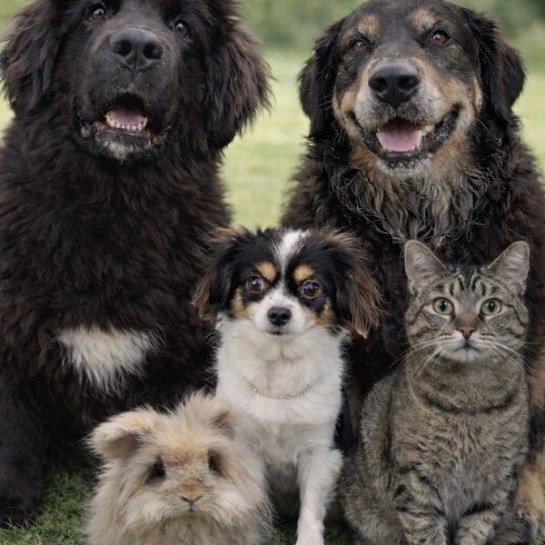 House/Pet Sitter