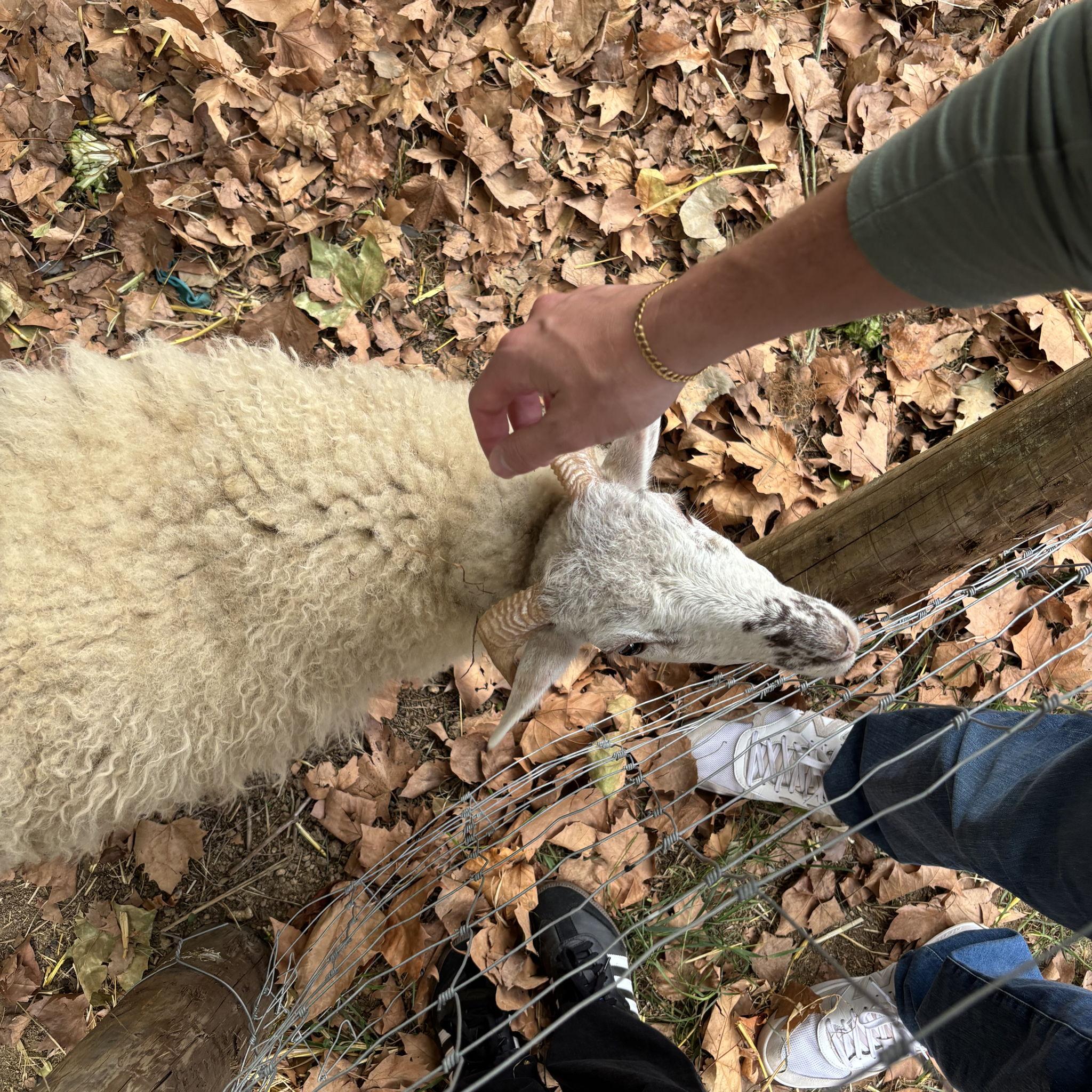 Farm animals located on the property!!