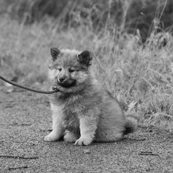 Future Fluff Child