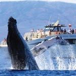 Whale Watching