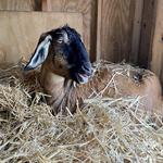 Holtsville Wildlife & Ecology Center