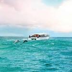 Dolphin Tours & Cruise