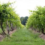 Cayuga Lake Wine Trail