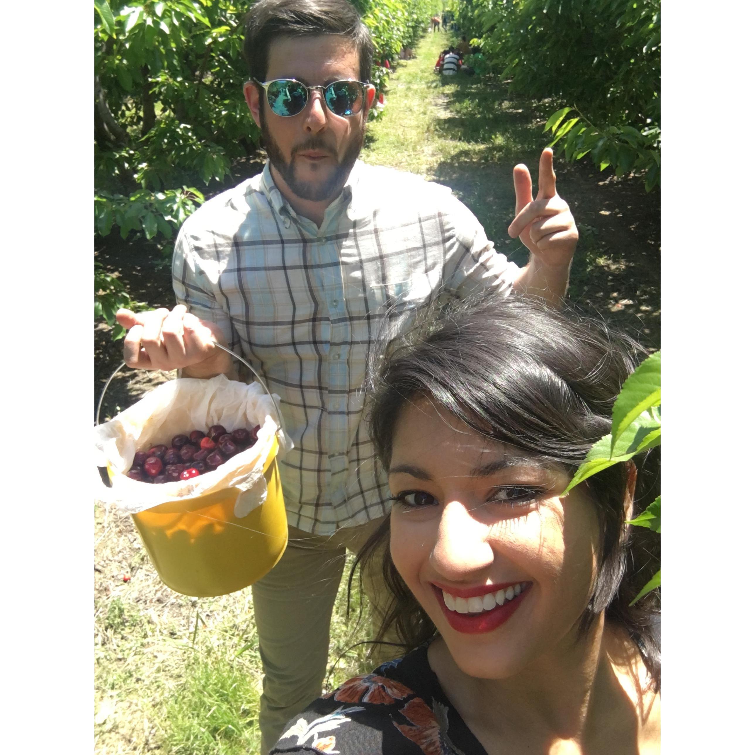Cherry picking season in the East Bay!