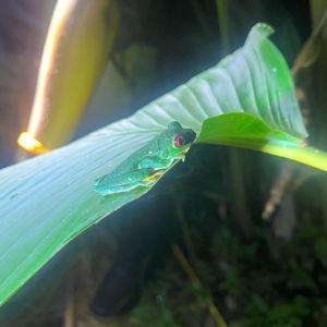 Rainforest Night Walk