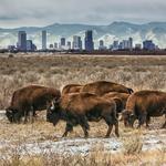 Rocky Mountain Arsenal National Wildlife Refuge