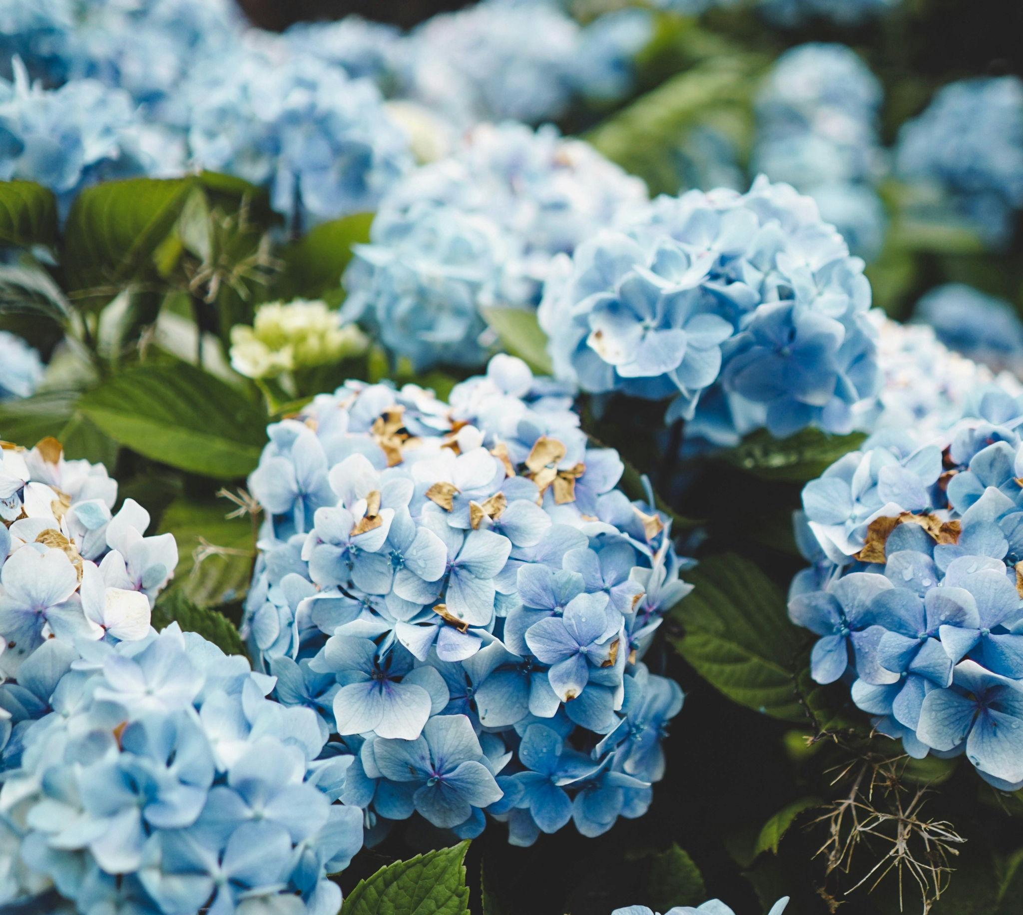 The Wedding Website of Beatriz Soares and Francisco Gomes