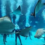 The Florida Aquarium