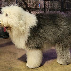 Sheepdog Fund