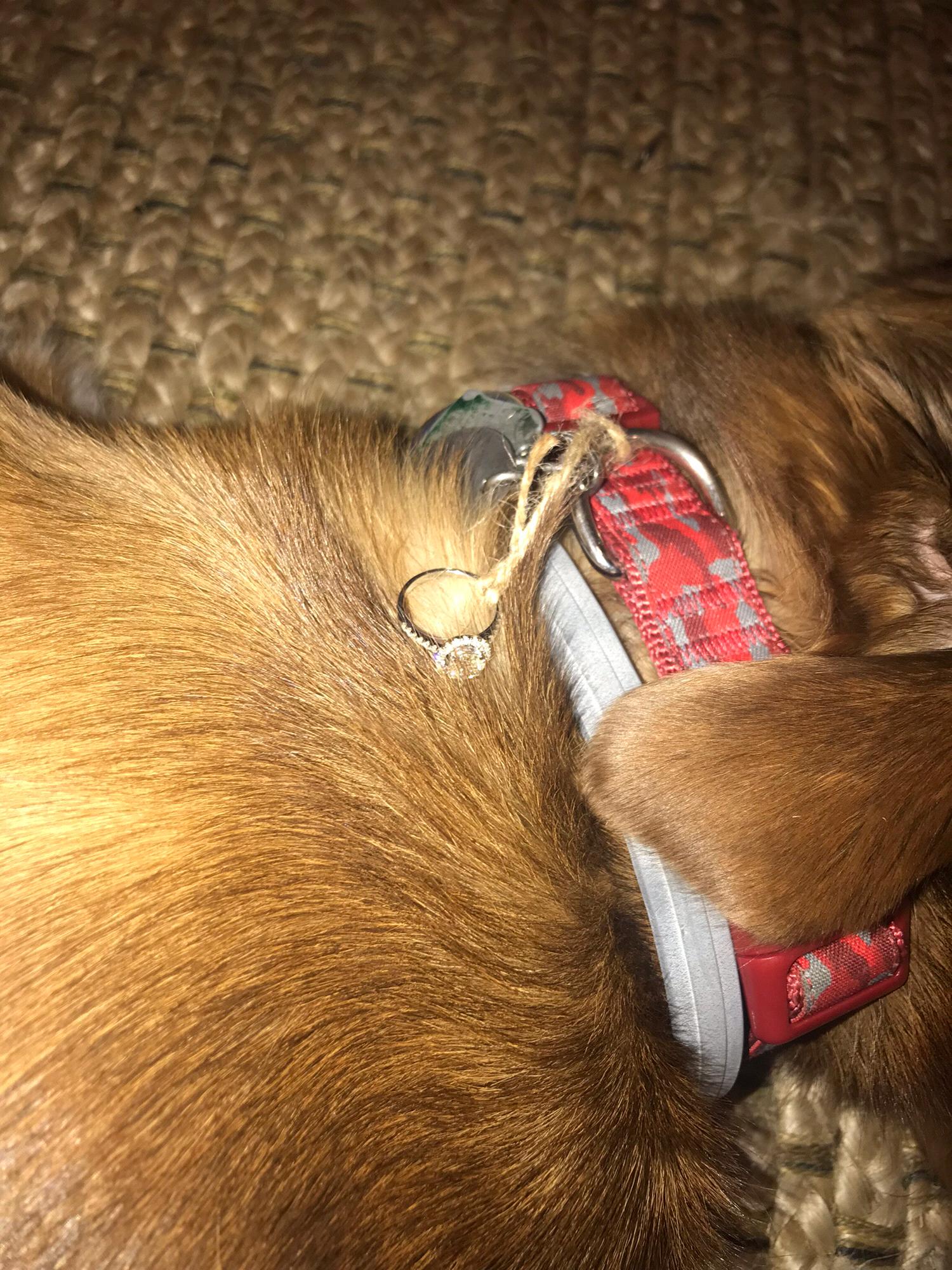 Brian tied my ring to Dexter’s neck😩