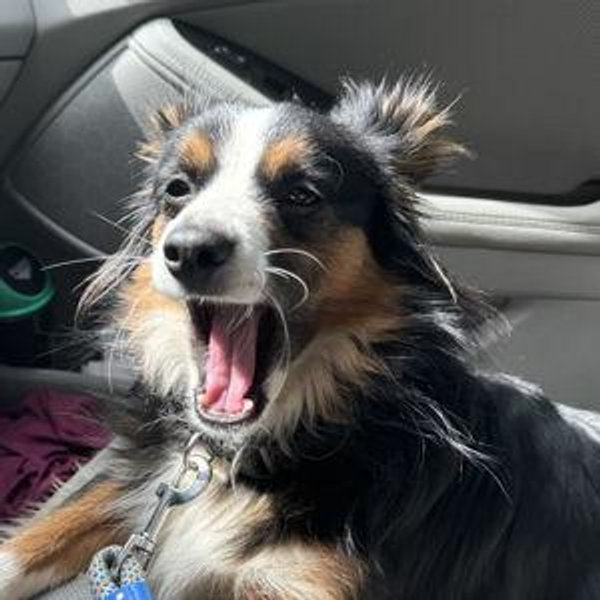 Pup-cation for the Doggos While We Vacation (Boarding)
