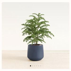 Easyplant Medium Norfolk Pine with Ceramic Amber Pot in Deep Navy