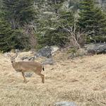 Grandfather Mountain