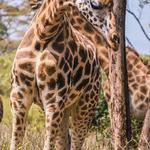 Giraffe Centre