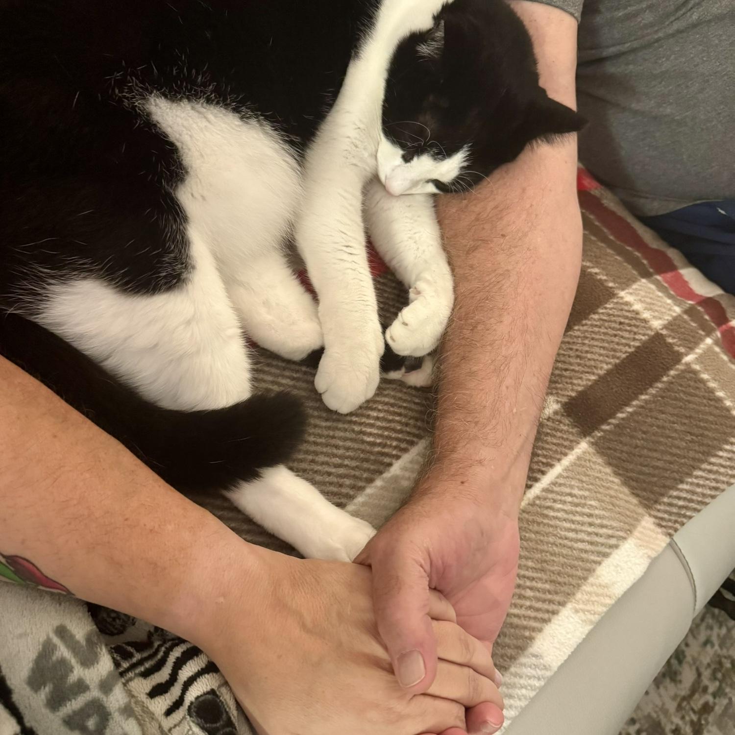 Our kitty boy, Liam